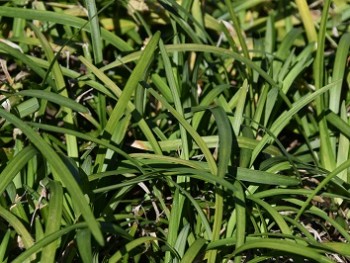 Plante-Vivace-Liriope-muscari-'Monroe-White'