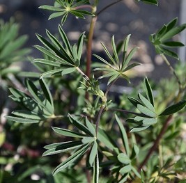 Plante-Vivace-Lupinus-arboreus-f.luteus
