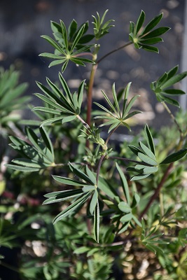 Plante-Vivace-Lupinus-arboreus-f.luteus