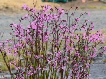 Plante-Vivace-Lychnis-flos-cuculi