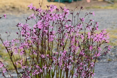 Plante-Vivace-Lychnis-flos-cuculi