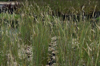 Graminée-Lygeum-spartum