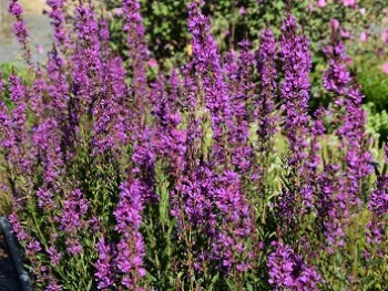 Plante-Vivace-Lythrum-salicaria-'Robert'