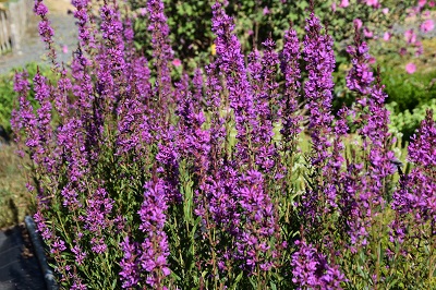 Plante-Vivace-Lythrum-salicaria-'Robert'