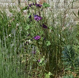 Plante-Vivace-Malva-moschata