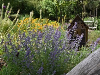 Plante-Vivace-Nepeta-'Walker's-Low'