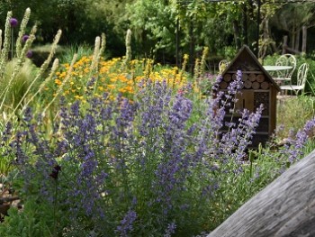 Plante-Vivace-Nepeta-'Walker's-Low'