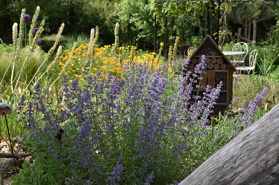 Plante-Vivace-Nepeta-'Walker's-Low'