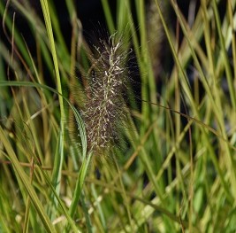 Graminée-Pennisetum-'Red-Head'