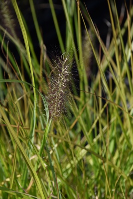 Graminée-Pennisetum-'Red-Head'