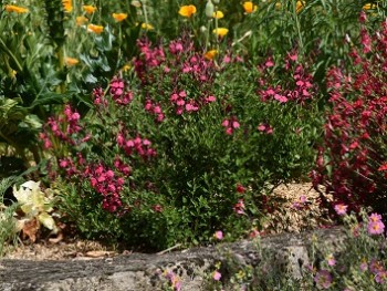 Plante-Vivace-Salvia-microphylla-'Pink-Blush'