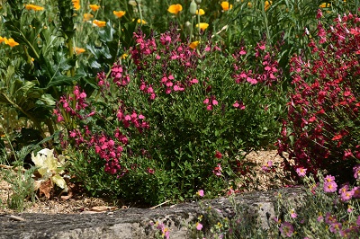 Plante-Vivace-Salvia-microphylla-'Pink-Blush'