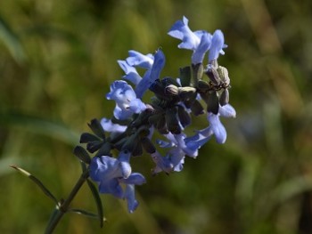 Plante-Vivace-Salvia-azurea-'Grandiflora'