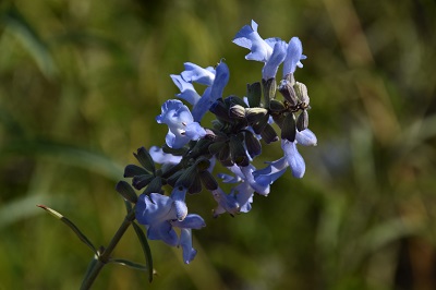 Plante-Vivace-Salvia-azurea-'Grandiflora'