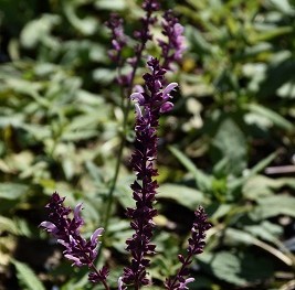 Plante-Vivace-Salvia-nemerosa-'Rose-Queen'