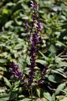 Plante-Vivace-Salvia-nemerosa-'Rose-Queen'