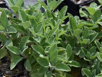Plante-Vivace-Salvia-officinalis-'Bergatten'