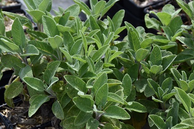 Plante-Vivace-Salvia-officinalis-'Bergatten'