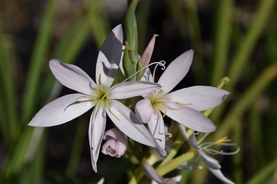 Plante-Vivace-Schizostyllis-'Mrs-Hegarty'