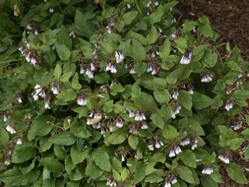 Plante-Vivace-Symphytum-grandiflorum-'Hidcote-Blue'