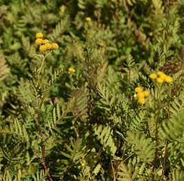 Plante-Vivace-Tanacetum-vulgare