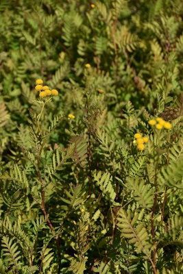 Plante-Vivace-Tanacetum-vulgare