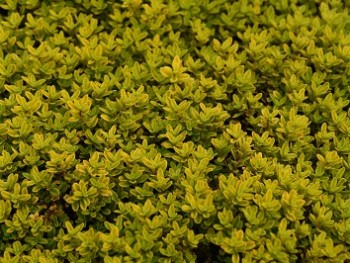 Plante-Vivace-Thymus-citriodorus-'Bertram-Anderson'