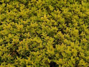 Plante-Vivace-Thymus-citriodorus-'Bertram-Anderson'