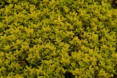Plante-Vivace-Thymus-citriodorus-'Bertram-Anderson'