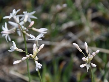 Plante-Vivace-Tulbaghia-violacea-'Alba'