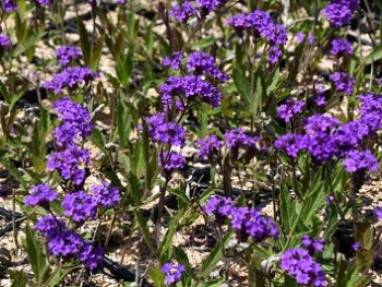 Plante-Vivace-Verbena-rigida-'Polaris'