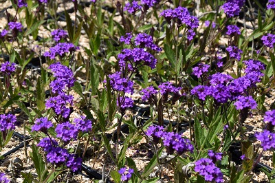 Plante-Vivace-Verbena-rigida-'Polaris'