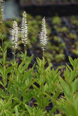 Plante-Vivace-Veronicastrum-virginicum-'Album'