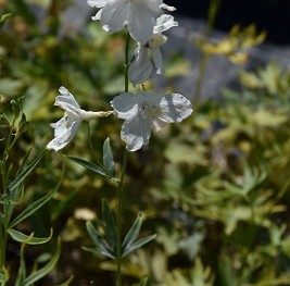 Plante-Vivace-Delphinium-'Casa-Blanca'