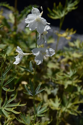 Plante-Vivace-Delphinium-'Casa-Blanca'