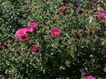 Plante-Vivace-Aster-novae-angliae-'Andenken-An-Alma-Potschke'