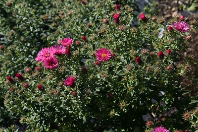 Plante-Vivace-Aster-novae-angliae-'Andenken-An-Alma-Potschke'