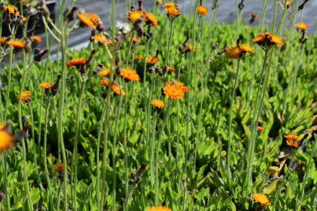 Plante-Vivace-Hieracium-aurantiacum